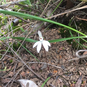 Caladenia fuscata at Point 26 - suppressed