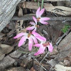 Caladenia fuscata at Point 26 - suppressed