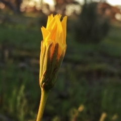 Microseris walteri (Yam Daisy, Murnong) at Googong, NSW - 11 Oct 2016 by Wandiyali