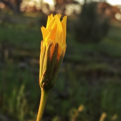 Microseris walteri (Yam Daisy, Murnong) at Wandiyali-Environa Conservation Area - 11 Oct 2016 by Wandiyali