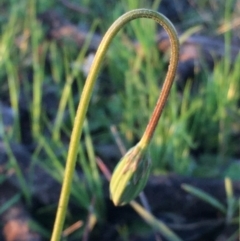 Microseris walteri at Googong, NSW - 11 Oct 2016