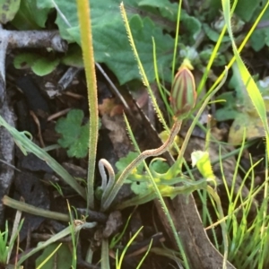 Microseris walteri at Googong, NSW - 11 Oct 2016