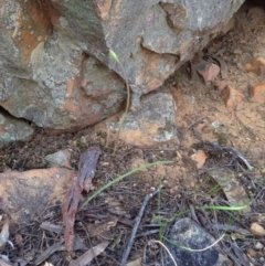 Caladenia fuscata (Dusky Fingers) at Molonglo Valley, ACT - 11 Oct 2016 by Floramaya