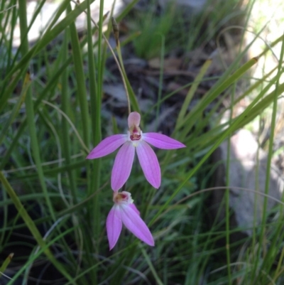 Caladenia carnea (Pink Fingers) at Molonglo Valley, ACT - 11 Oct 2016 by Floramaya