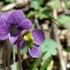 Viola betonicifolia (Mountain Violet) at Isaacs Ridge Offset Area - 10 Oct 2016 by Mike