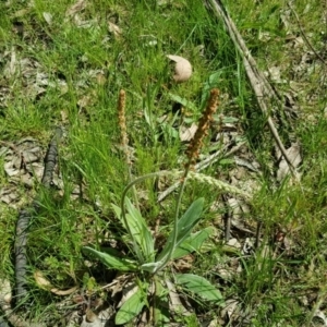 Plantago varia at Isaacs Ridge Offset Area - 11 Oct 2016 12:00 AM