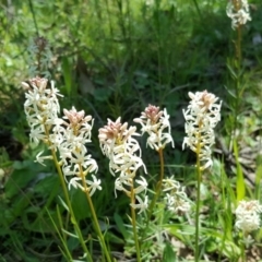 Stackhousia monogyna (Creamy Candles) at Jerrabomberra, ACT - 10 Oct 2016 by Mike