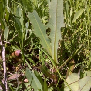 Lactuca serriola f. serriola at Isaacs Ridge Offset Area - 11 Oct 2016 10:17 AM