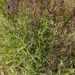 Xerochrysum viscosum at Isaacs Ridge Offset Area - 11 Oct 2016