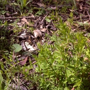 Vicia sp. at Jerrabomberra, ACT - 11 Oct 2016 11:16 AM