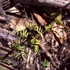 Vicia sp. at Jerrabomberra, ACT - 11 Oct 2016