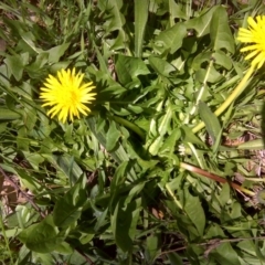 Taraxacum sp. (Dandelion) at Isaacs Ridge Offset Area - 11 Oct 2016 by Mike