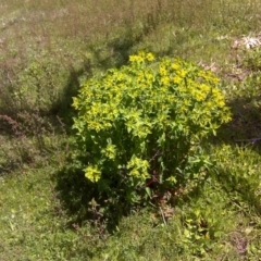 Euphorbia oblongata (Egg-leaf Spurge) at Jerrabomberra, ACT - 11 Oct 2016 by Mike