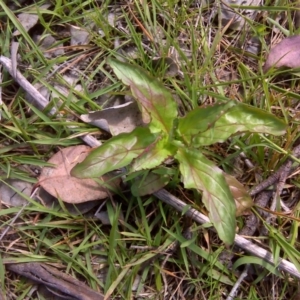 Epilobium ciliatum at Isaacs Ridge Offset Area - 11 Oct 2016