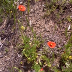 Papaver dubium (Longhead Poppy) at Jerrabomberra, ACT - 11 Oct 2016 by Mike