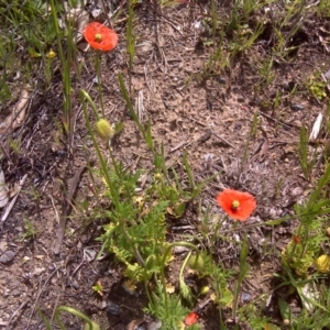 Papaver dubium at Jerrabomberra, ACT - 11 Oct 2016 12:38 PM