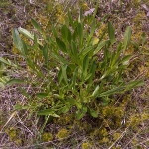 Coreopsis lanceolata at Jerrabomberra, ACT - 11 Oct 2016