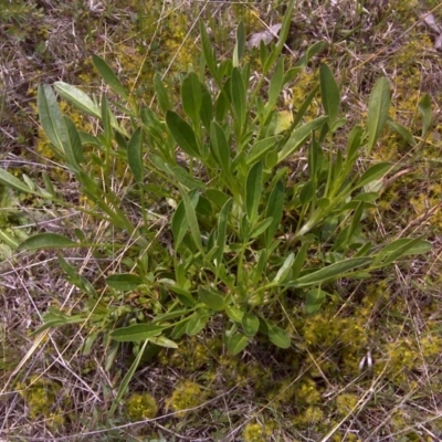 Coreopsis lanceolata (Lance-leaf Coreopsis) at Jerrabomberra, ACT - 11 Oct 2016 by Mike