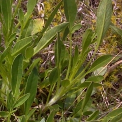 Coreopsis lanceolata at Jerrabomberra, ACT - 11 Oct 2016