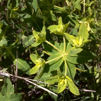 Euphorbia oblongata (Egg-leaf Spurge) at Isaacs Ridge Offset Area - 11 Oct 2016 by Mike