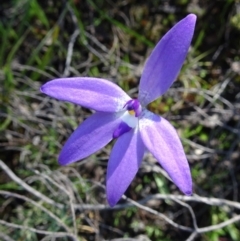 Glossodia major (Wax Lip Orchid) at Point 5204 - 2 Oct 2016 by galah681