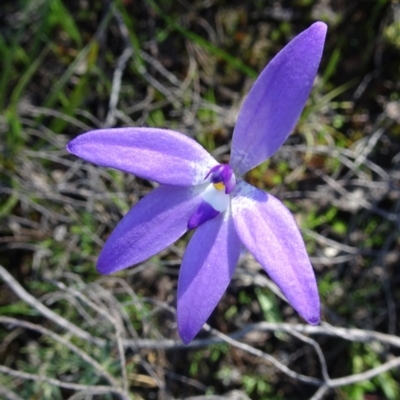 Glossodia major (Wax Lip Orchid) at Point 5204 - 2 Oct 2016 by galah681