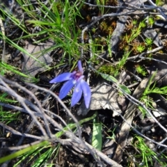 Cyanicula caerulea (Blue Fingers, Blue Fairies) at Point 5204 - 2 Oct 2016 by galah681