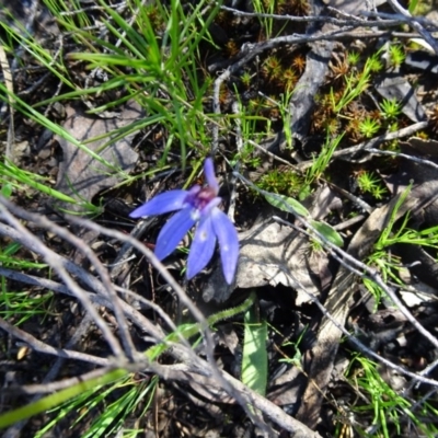 Cyanicula caerulea (Blue Fingers, Blue Fairies) at Point 5204 - 2 Oct 2016 by galah681