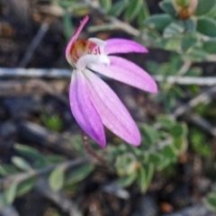 Caladenia fuscata (Dusky Fingers) at Point 5204 - 2 Oct 2016 by galah681