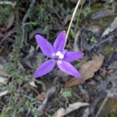 Glossodia major (Wax Lip Orchid) at Canberra Central, ACT - 1 Oct 2016 by galah681