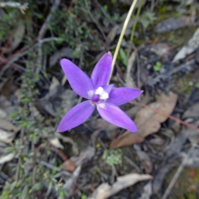 Glossodia major (Wax Lip Orchid) at Point 5204 - 2 Oct 2016 by galah681