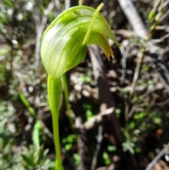 Pterostylis nutans (Nodding Greenhood) at Point 5204 - 2 Oct 2016 by galah681