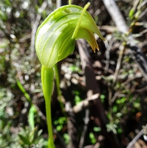 Pterostylis nutans at Undefined Area - suppressed