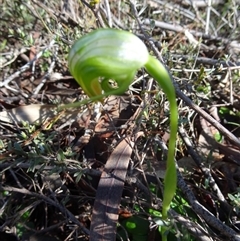 Pterostylis nutans at Undefined Area - suppressed