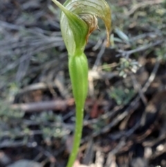 Pterostylis pedunculata (Maroonhood) at Point 5204 - 2 Oct 2016 by galah681