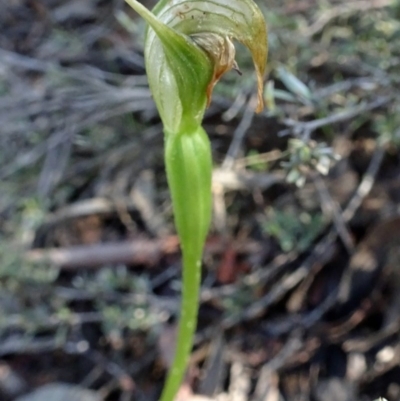 Pterostylis pedunculata (Maroonhood) at Point 5204 - 2 Oct 2016 by galah681