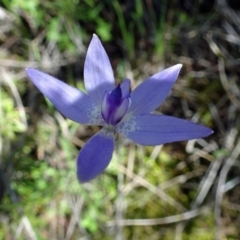 Glossodia major (Wax Lip Orchid) at Point 20 - 2 Oct 2016 by galah681