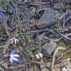 Cyanicula caerulea (Blue Fingers, Blue Fairies) at Point 20 - 2 Oct 2016 by galah681