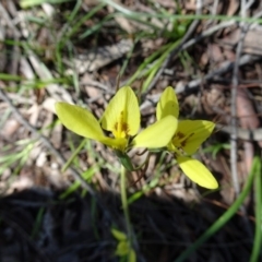 Diuris chryseopsis (Golden Moth) at Mount Taylor - 2 Oct 2016 by galah681