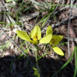 Diuris chryseopsis at Kambah, ACT - 2 Oct 2016