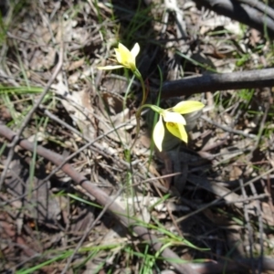 Diuris chryseopsis at Kambah, ACT - 2 Oct 2016