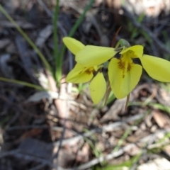 Diuris chryseopsis at Kambah, ACT - 2 Oct 2016