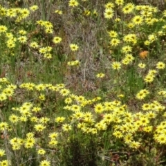 Arctotheca calendula (Capeweed, Cape Dandelion) at Tuggeranong DC, ACT - 4 Oct 2016 by galah681