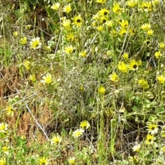 Arctotheca calendula at Tuggeranong DC, ACT - 4 Oct 2016 11:10 AM