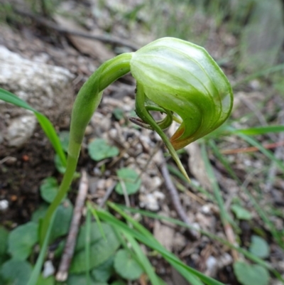 Pterostylis nutans (Nodding Greenhood) at Paddys River, ACT - 17 Sep 2016 by galah681