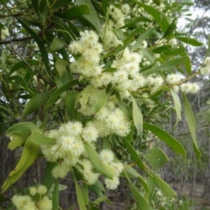 Acacia melanoxylon at Paddys River, ACT - 17 Sep 2016