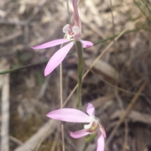 Caladenia carnea at Point 5818 - suppressed