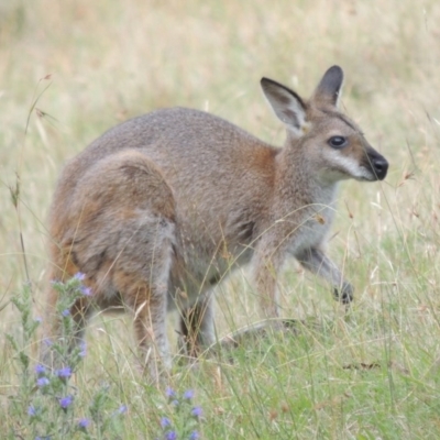 Notamacropus rufogriseus (Red-necked Wallaby) at Rendezvous Creek, ACT - 2 Feb 2015 by michaelb