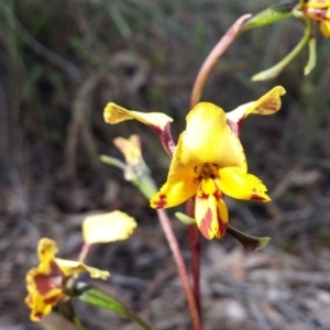 Diuris nigromontana at Point 38 - suppressed