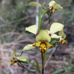 Diuris nigromontana at Point 38 - suppressed